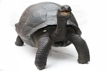 Media type: image;   Herpetology R-11088